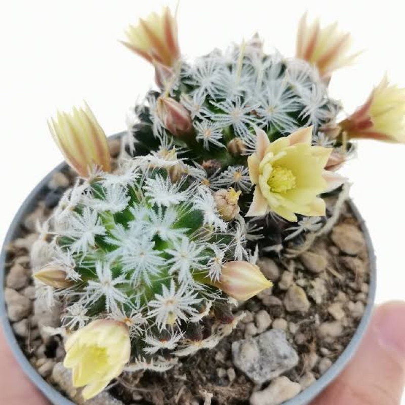 แคคตัส : แมมดูไว mammillaria duwei