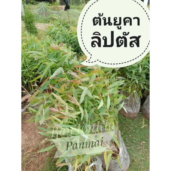 ต้นยูคาลิปตัส 5 บาท🌿 ราคาถูกที่สุด❗(แพ็ค10ต้น)ส่งเอาดินออกบางส่วน 🌿ถ่ายจากสินค้าจริง❗