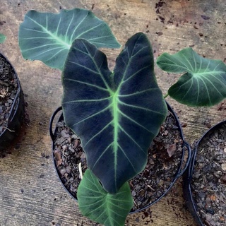 Colocasia(Coalminer)บอนโคไมเนอร์