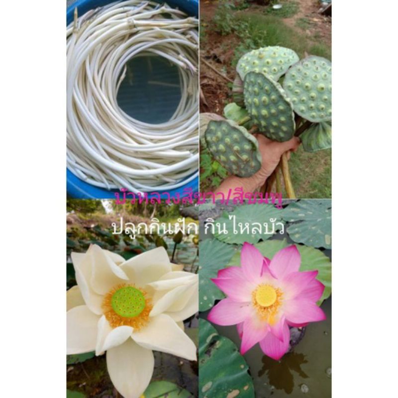 บัวหลวงสีชมพู/สีขาว(ตัดหัวทำให้งอกง่าย)​100เมล็ด80บาท(50เมล็ด45บาท)