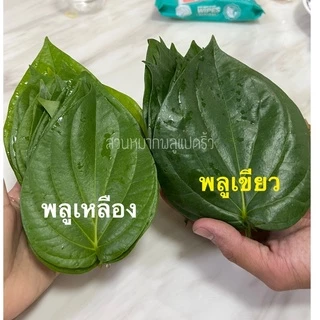 ใบพลูเขียว พลูกินหมาก ใบพลูไหว้ ใบพลูสวนแปดริ้ว ราคา1 เรียง(20ใบ) / betel leaves with betel nut 20pcs.