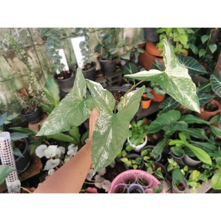 เงินไหลมาด่างขาว Syngonium podophyllum Variegeted