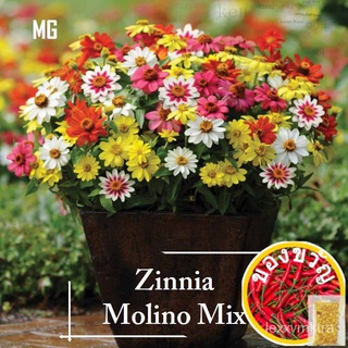 *Dwarf* Zinnia Molino Mix Seeds - 30 Seed *Pot Friendly*  - Mango Garden儿童/文胸/通心菜/香菜/母婴/男装/头饰/芹菜/种子/玫瑰/ WKFQ