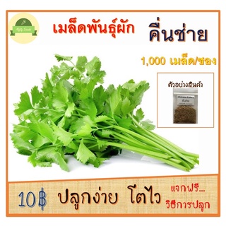 เมล็ดผักพื้นบ้าน ผักสวนครัว  เมล็ดพันธุ์  คื่นช่าย 1,000 เมล็ด 10บาท ถูกสุด 📌ปลูกง่าย เมล็ดดี มีคุณภาพ