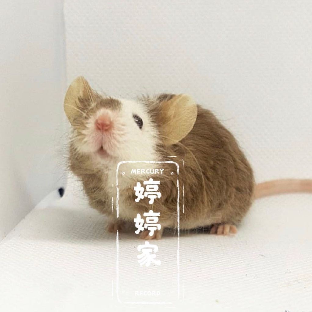 *& Pet Ducks, Live Ducks, White Rats, Live Pets, Adult Ducks, Live