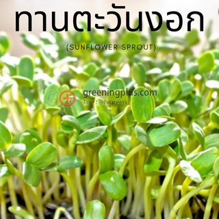 เมล็ดทานตะวันงอก Sunflower Seed 1กก.