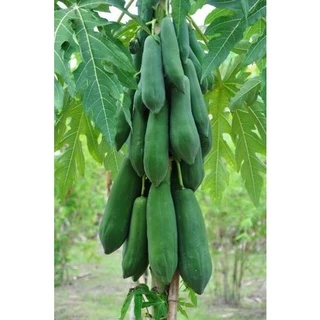 เมล็ดพันธุ์มะละกอเเขกดำ 10 เมล็ด