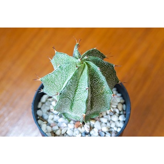 แอสโตรไฟตัม ออนาตัม (Astrophytum ornatum) แคคตัส