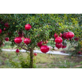 20 เมล็ด เมล็ดทับทิม (Pomegranate) สายพันธุ์ อาเมเนีย  Pomegranate seeds