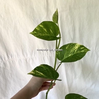 [ขั้นต่ำ5กิ่ง] พลูด่าง ขายเป็นกิ่ง ซื้อ5กิ่งขึ้นไปเท่านั้น ตัดสดจากสวน มีแถมทุกออเดอร์
