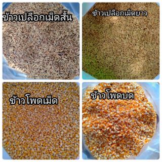 ข้าวเปลือกเม็ดสั้น ยาว ข้าวโพด เม็ด บด แบ่งขาย1kg