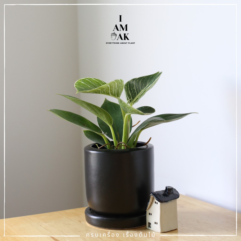 มุมมอง 3