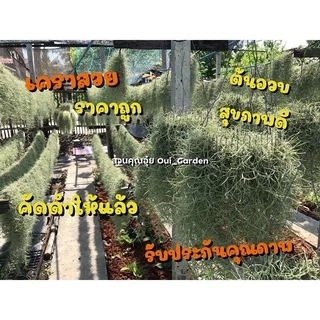 ต้นเคราฤาษี/มอสสเปน ทิลแลนเซีย สัปปะรดอากาศ เคราฤๅษีหางกระรอก ช่วยดักจับฝุ่นpm2.5 ฟอกอากาศในบ้าน คัดดำออกแล้ว มีราคาส่ง
