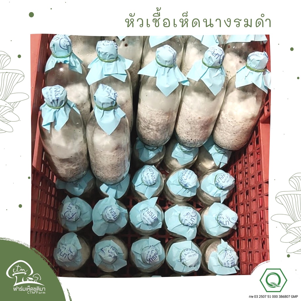 หัวเชื้อเห็ดนางรมดำ ชุด6ขวด เห็ดนางรมเทา สำหรับคนทำฟาร์มเห็ด เพื่อหยอดลงก้อนเห็ด หรือ ฟางข้าว CTMFARM