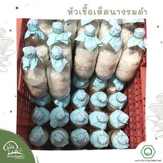 หัวเชื้อเห็ดนางรมดำ ชุด6ขวด เห็ดนางรมเทา สำหรับคนทำฟาร์มเห็ด เพื่อหยอดลงก้อนเห็ด หรือฟางข้าว