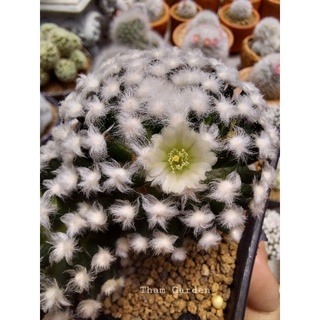 Mammillaria schiedeana v plumosa