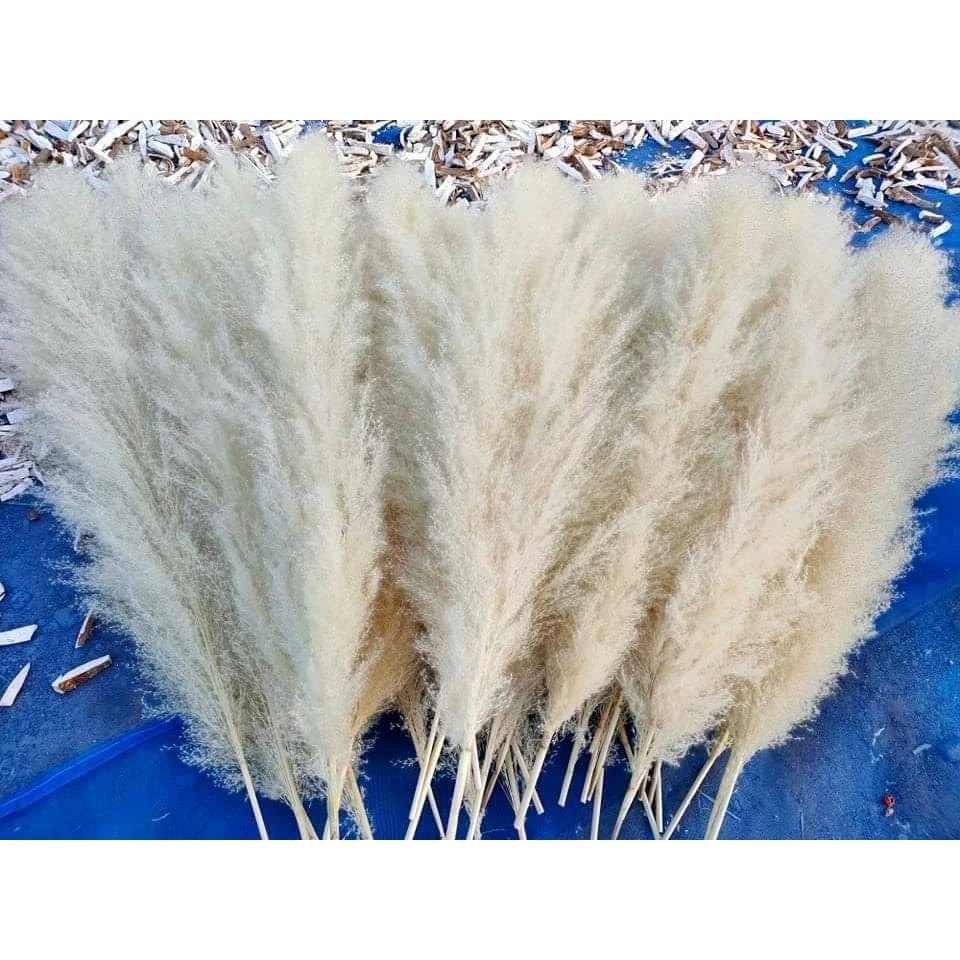 🔖Sale🔖ดอกเลา🌾สีขาวทอง ต้นฤดู ขนาด 30-100 cm.แต่งร้าน งานแต่งาน DIY เป็นดอกไม้ธรรมชาติ พร๊อพถ่ายรูป