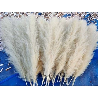 🔖Sale🔖ดอกเลา🌾สีขาวทอง ต้นฤดู ขนาด 30-100 cm.แต่งร้าน งานแต่งาน DIY เป็นดอกไม้ธรรมชาติ พร๊อพถ่ายรูป