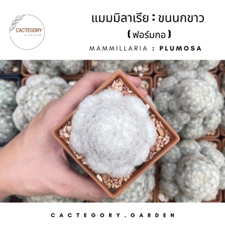 แมมมิลลาเรีย : แมม ขนนก ขนนกขาว ฟอร์มกอ  Mammillaria plumosa cactus แคคตัส กระบองเพชร ของขวัญ