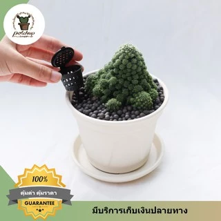 ตะกร้าใส่ปุ๋ยละลายช้าออสโมโค้ท ขนาด 3 -5 cm