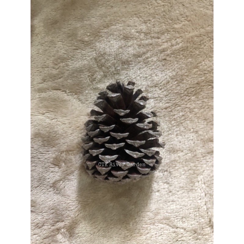ลูกสน ธรรมชาติ Pine cone