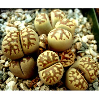 Lithops dorotheae (10 seeds)