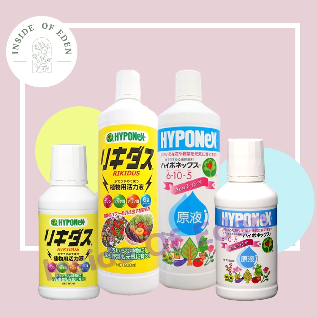 HYPONEX RIKIDUS สารสร้างความสมบูรณ์แก่พืช อันดับ1 hyponex rikidus เร่งราก เร่งสี