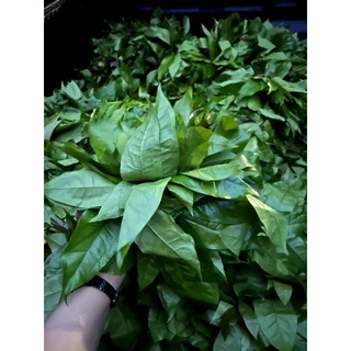 ใบเหลียง ร้านความสุขลูกชาวสวนบ้านใต้🌱