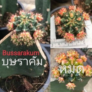 🌵บุษราคัม🌵แคคตัส​ Bussarakum Cactus​ ไม้กราฟ, ตอสามเหลี่ยม, หน่อเด็ดสอ, ไซต์แม่พันธุ์​ หน่อเยอะ (ทักแชทเลือกดูสินค้าได้)