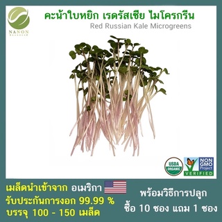 เมล็ด Red Russian Kale Microgreens จำนวน 100-150  เมล็ด