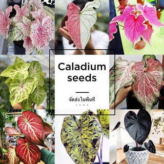 ถูก ใหม่ สายพันธุ์จัดส่งในพื้นที่ ต้นบอนสี "ราชินีใบไม้" 100เมล็ด Caladium Seeds Seed plantsต้นบอนสีหายาก เมล็ดดอกไม้ UF