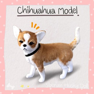 [Pre-Order] โมเดล ตุ๊กตาหมา ชิวาว่า Chihuahua ขนกระต่าย สัตว์จำลอง เหมือนจริง ประดับตกแต่งบ้าน เก็บสะสม