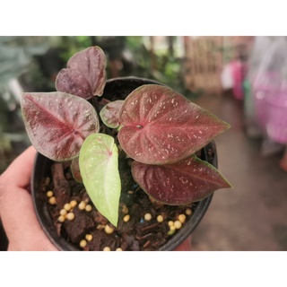 บอนสีลูกไม้​ Caladium Hybrids