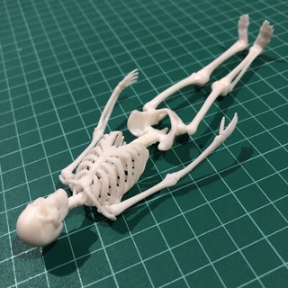 โมเดลโครงกระดูกมนุษย์  โมเดลหุ่นอนาโตมี่  Human Skeleton Anatomy Model