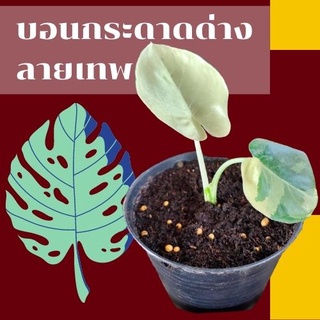 1 ต้น !Alocasia macrorrhizos ต้นบอนกระดาดด่างขาว จากต้นแม่ด่างแท้ เห็นด่างชัดไม่ต้องลุ้น ไม้ด่างแท้รับประกันด่างลายเทพ