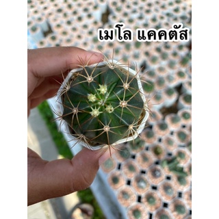 🌵#เมโลแคคตัส #แคคตัสถูกๆ #กระบองเพชร🌵🦖🪸