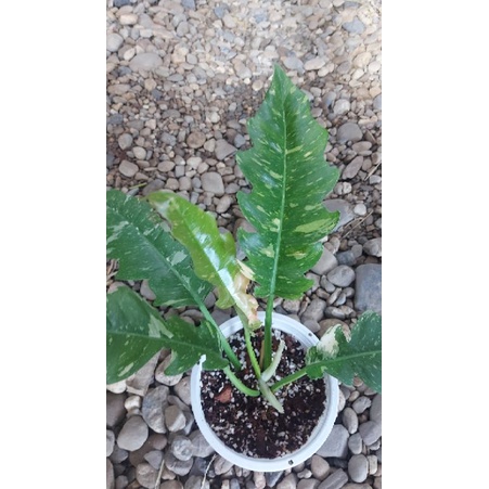 ใบเลื่อยด่าง Philodendron 'Ring of Fire'