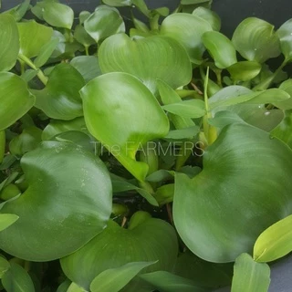 ผักตบชวา ไม้น้ำเลี้ยงหอย เลี้ยงปลา เลี้ยงกุ้ง คละ 8กอ++ = 49บาท