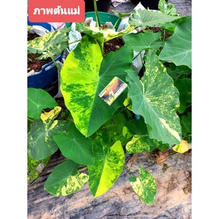 บอนด่าง บอนนาญี่ปุ่นด่าง Colocasia esculenta yellow splash บอนนาด่าง บอนนาญี่ปุ่นด่าง