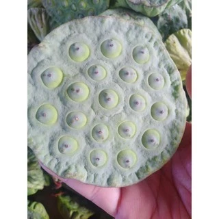 เม็ดบัวอ่อน/แก่ สด กก.ละ90บาท ปลูกธรรมชาติ