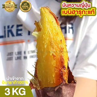 ส่งฟรี มันหวานญี่ปุ่น เบนิฮารุกะ 3kg นำเข้าจากญี่ปุ่นแท้ 100% มันญี่ปุ่นหวาน มันหวาน มันญี่ปุ่น มันญี่ปุ่นเบนิ