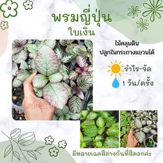 พรมญี่ปุ่น ใบกำมะหยี่ (โทนใบสีเงินและใบเขียว) มีหลายลายหลายเฉดสี!!(ราคาต่อ 1 ต้น) ไม้คลุมดินใบสวย