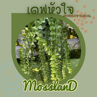 เดฟหัวใจล้านดวง ขายพันธุ์ 1 กิโลจ้า