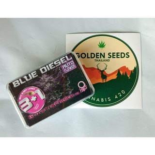 Blue Diesel Auto เมล็ดกัญชา Auto ค่าย Grower Choice เเท้100%