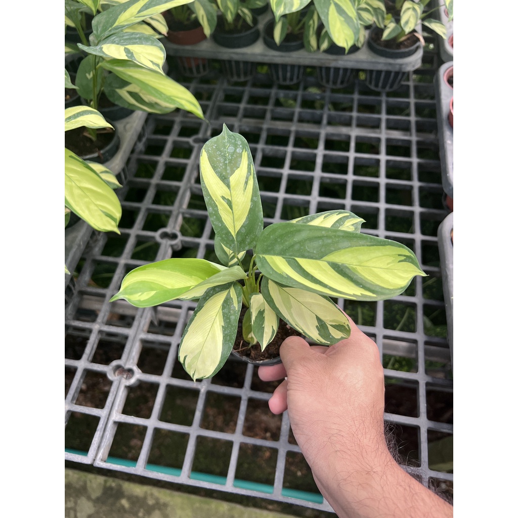 มุมมอง 3