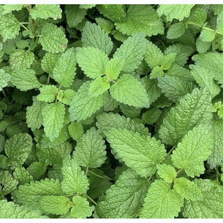 Lemon Balm seed  เมล็ดเลม่อนบาล์ม ชุดละ 100 เมล็ด ราคา 35 บาท