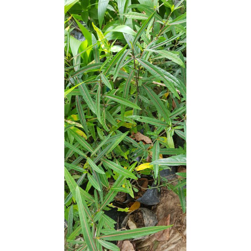 ต้นเสลดพังพอน ต้นไม้ตาย เคลมฟรี ทุกต้น เฉพาะ ระหว่างขนส่ง เท่านั้น ตัวผู้ เสลดพังพอน - รูปที่ 2