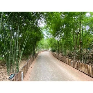 ต้นพันธุ์ไผ่ซางหม่น ลำตรง ไม่ค่อยมีแขนง ราชินีแห่งไผ่ แปรรูปได้หลายอย่าง เข้าเครื่องจักรได้หมด หน่อไผ่ก็รสชาติดี