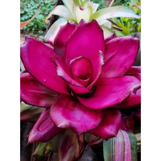 สับปะรดสี กุหลาบไฮบริค bromeliads  สีเข้มสดออกม่วง สวยมากๆ ส่งแบบถอดกระถางค่ะ