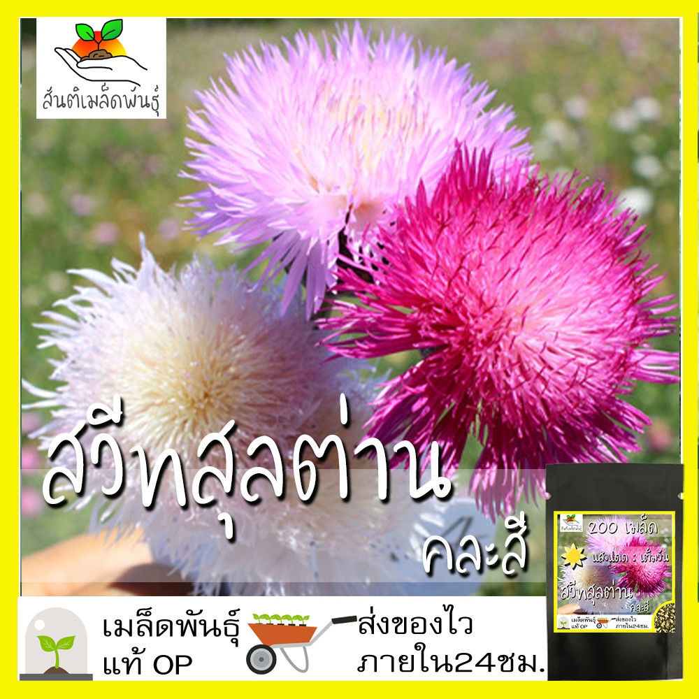 เมล็ดพันธุ์ สวีทสุลต่าน ประไหมสุหรี คละสี 200 เมล็ด Mixed Sweet Sultan (Centaurea imperials) เมล็ดพันธุ์แท้ นำเข้า โตไว